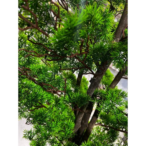 Bonsi Potted Tree - 170cm - Image 3