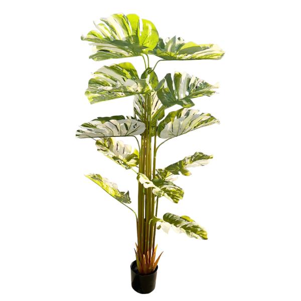Bamboo Tree - 175cm