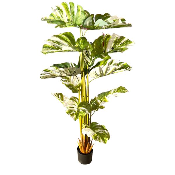 Bamboo Tree - 175cm - Image 4
