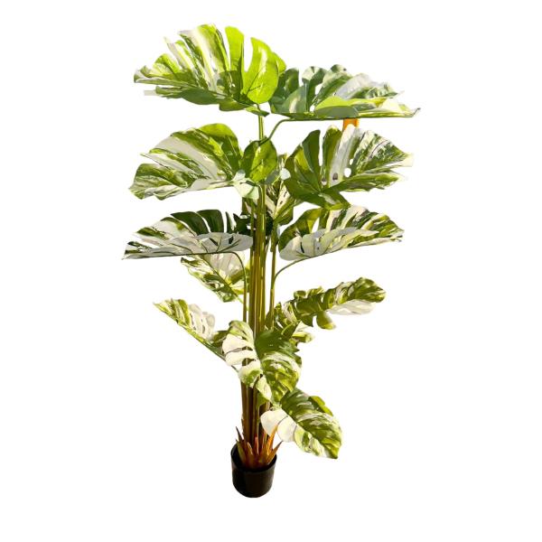 Bamboo Tree - 175cm - Image 5