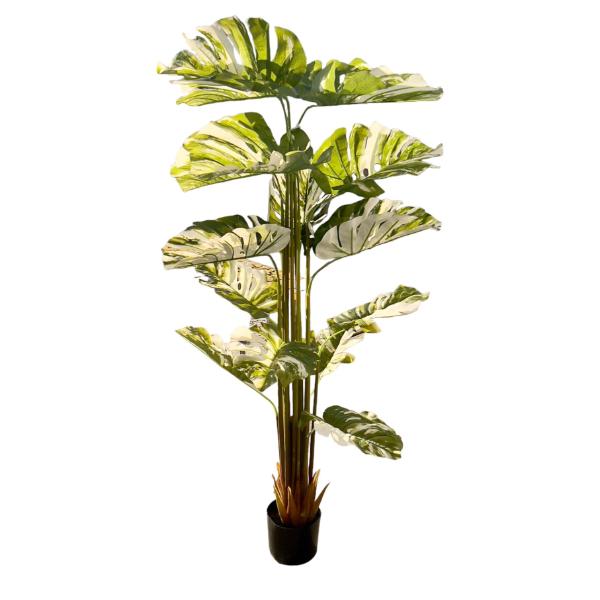 Bamboo Tree - 175cm - Image 9