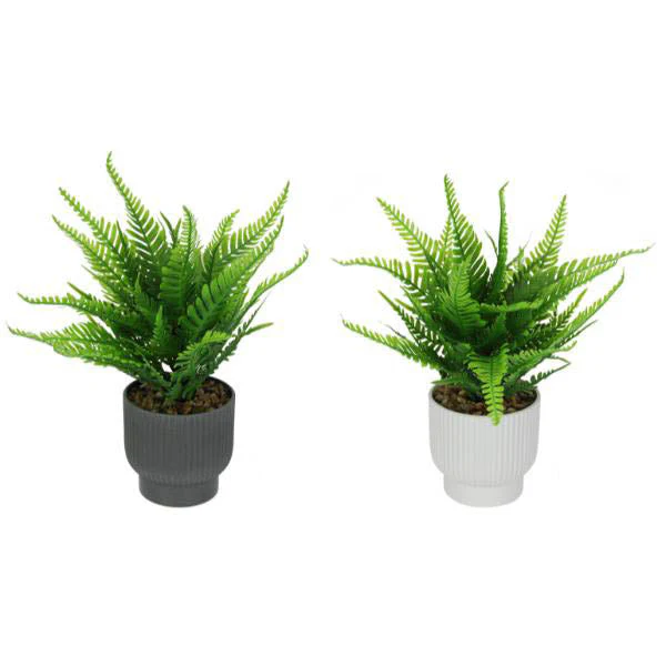 Green Fern In Pot - 24cm