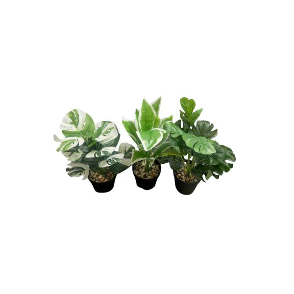 Small Palm Plant - 25cm