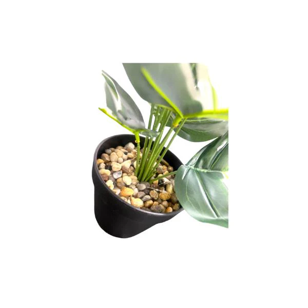 Small Palm Plant - 25cm - Image 2