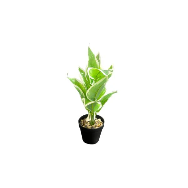 Small Palm Plant - 25cm - Image 3