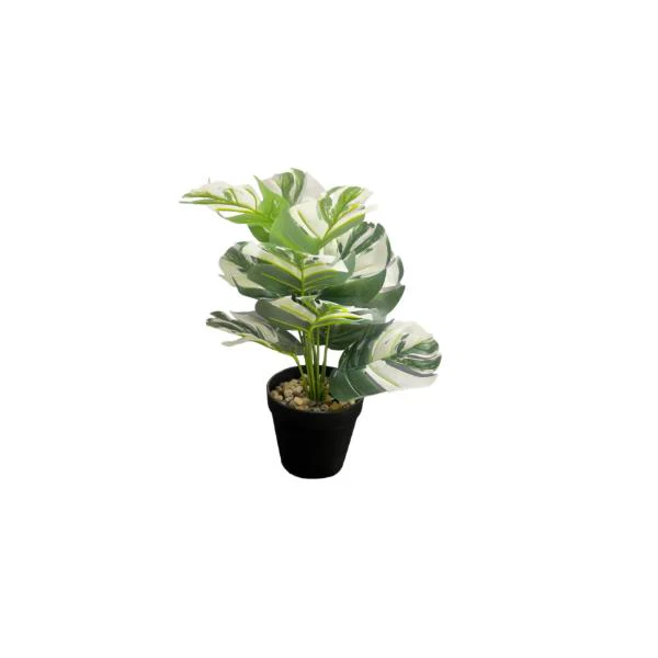 Small Palm Plant - 25cm - Image 4