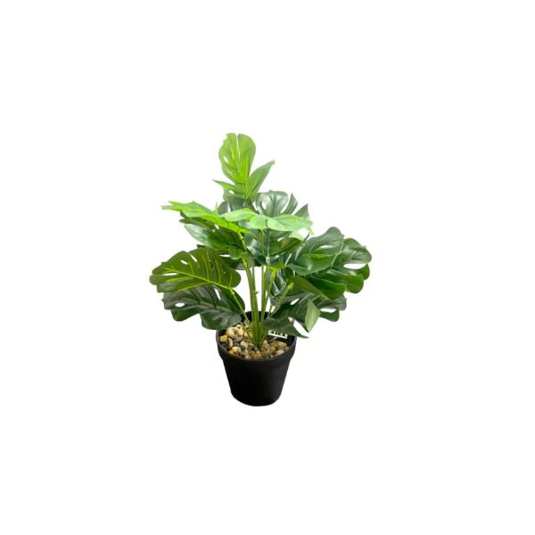 Small Palm Plant - 25cm - Image 5