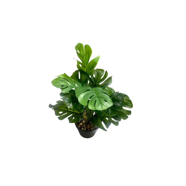 Small Palm Plant - 25cm - Image 6