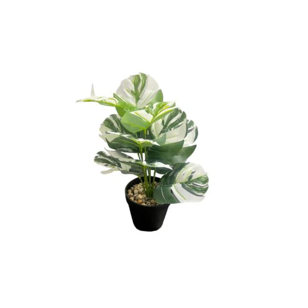 Small Palm Plant - 25cm - Image 7