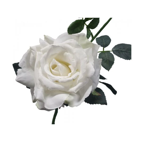 White Quiannie Queen Rose - 35cm - Image 2