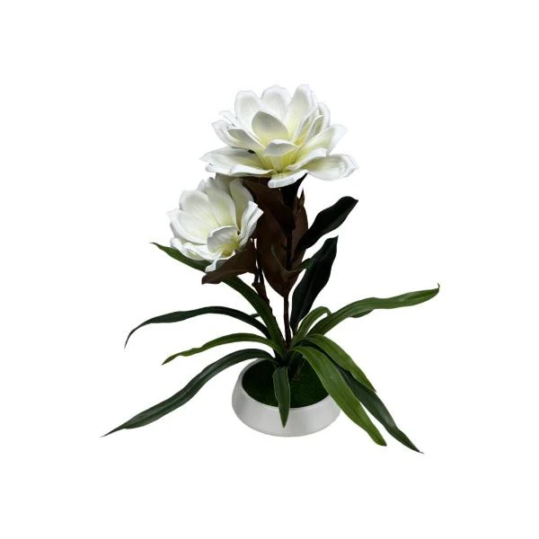 Magnolia In White Pot - 45cm