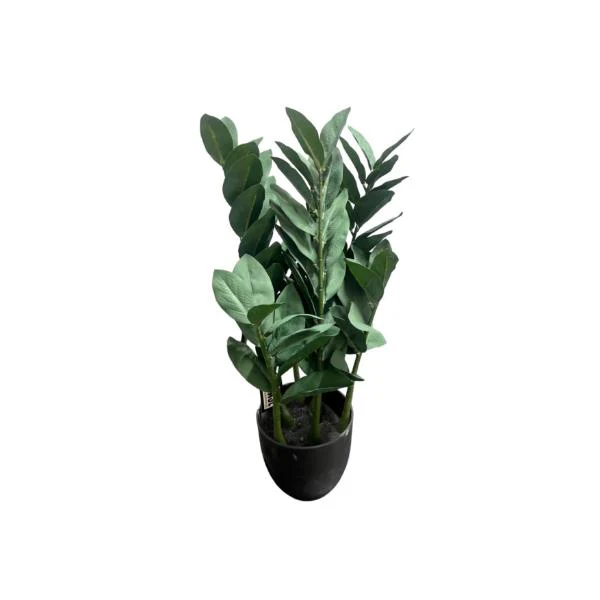 Green Money Tree - 60cm - Image 2