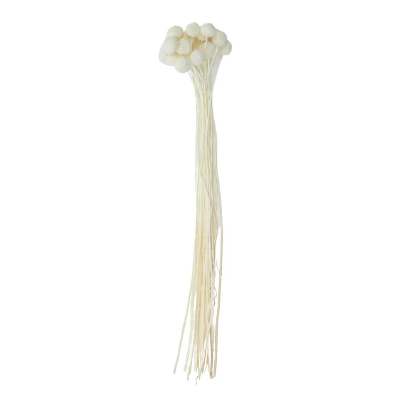 Ivory Billy Button Preserved Bunch - 60cm