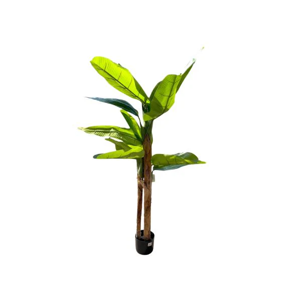 Bird Of Paradise Potted Plant - 160cm - Image 3