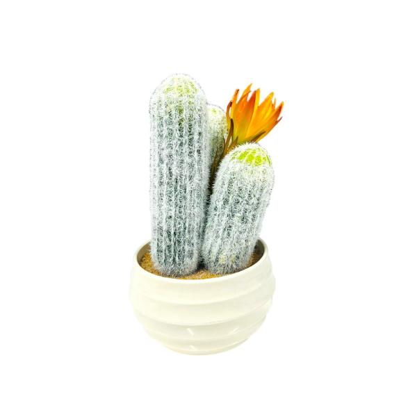 Ceramic Potted Cacti - 30cm - Image 4