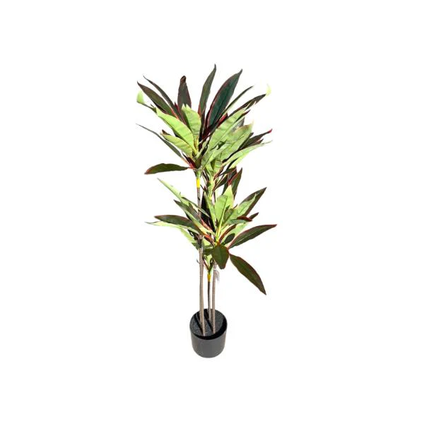 Dark Green Dracaena Potted Plant - 120cm - Image 2