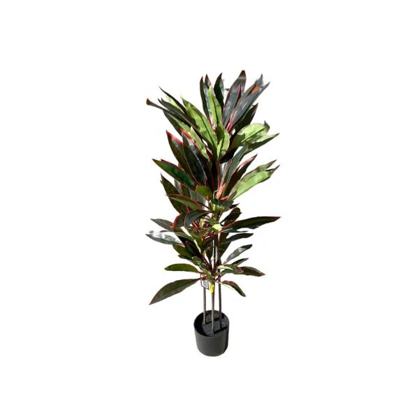 Dark Green Dracaena Potted Plant - 120cm - Image 3