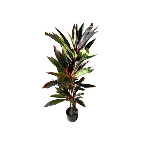 Dark Green Dracaena Potted Plant - 120cm - Image 6