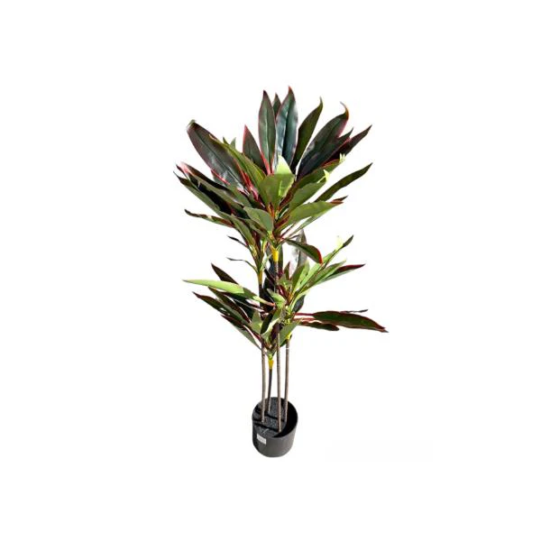 Dark Green Dracaena Potted Plant - 120cm - Image 7