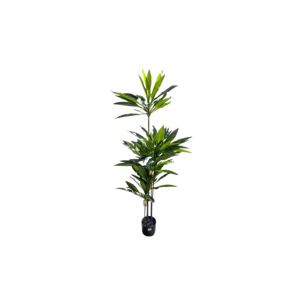 Green Dracaena Potted Plant - 150cm - Image 2