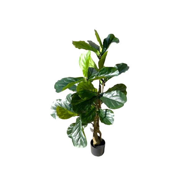 Fiddle Leaf Fig Potted Plant - 120cm