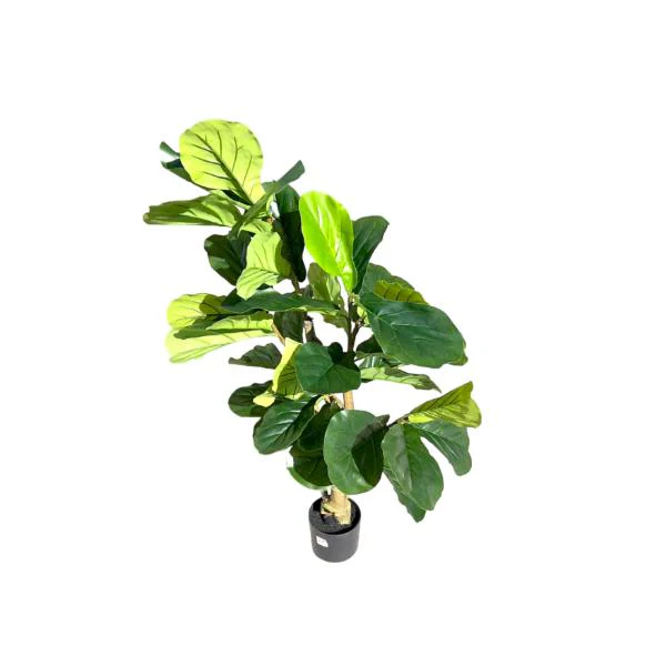 Fiddle Leaf Fig Potted Plant - 120cm - Image 2