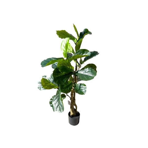 Fiddle Leaf Fig Potted Plant - 120cm - Image 3