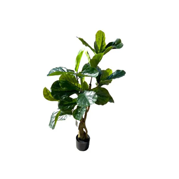 Fiddle Leaf Fig Potted Plant - 120cm - Image 4