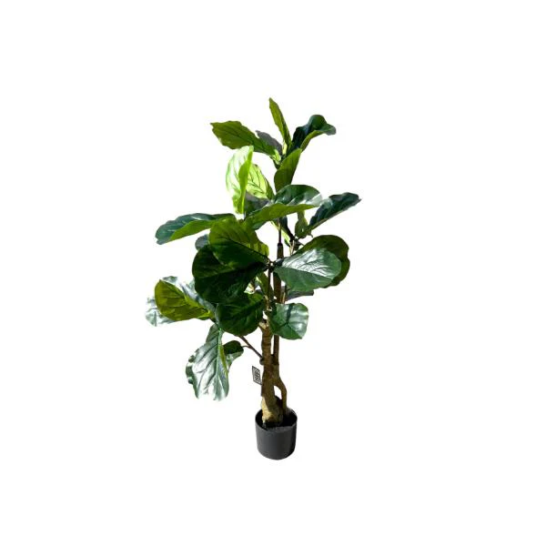 Fiddle Leaf Fig Potted Plant - 120cm - Image 5