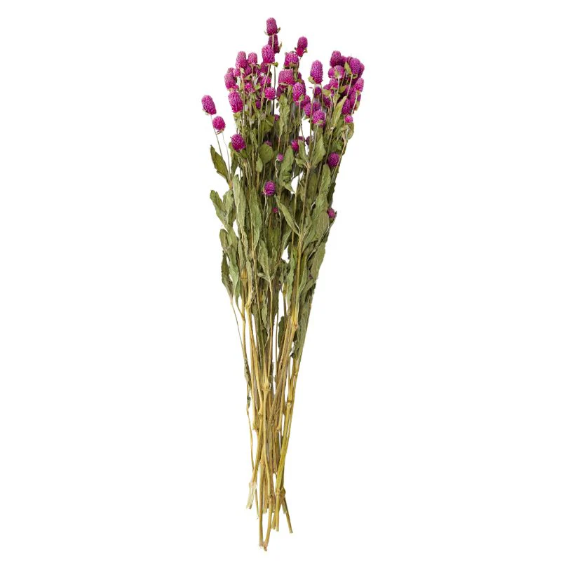 Wine Globe Flowers Dried 50-65cm