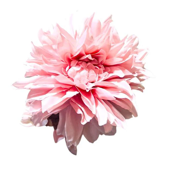 Large Dalia