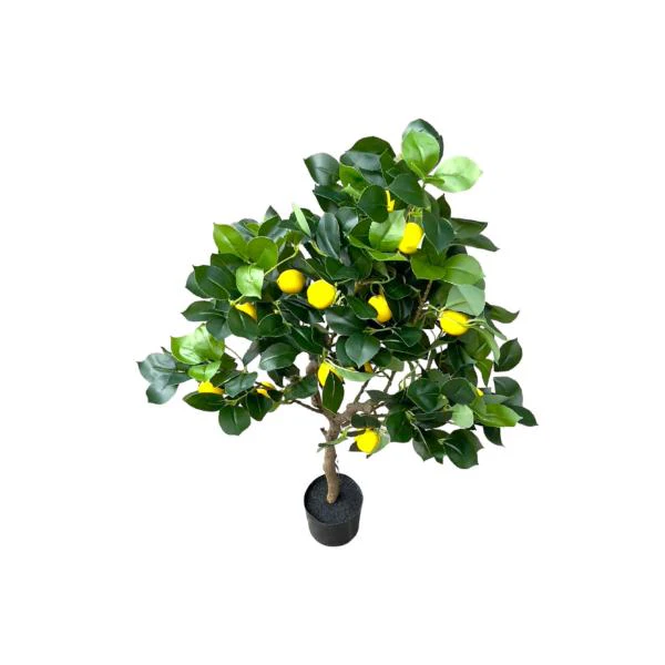 Green Lemon Tree - 90cm - Image 5