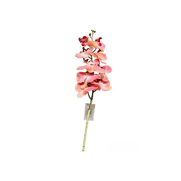 Long Orchid