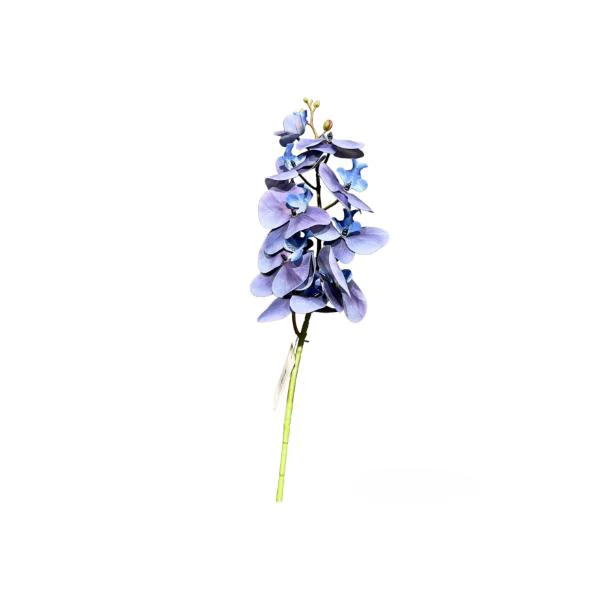 Long Orchid - Image 2