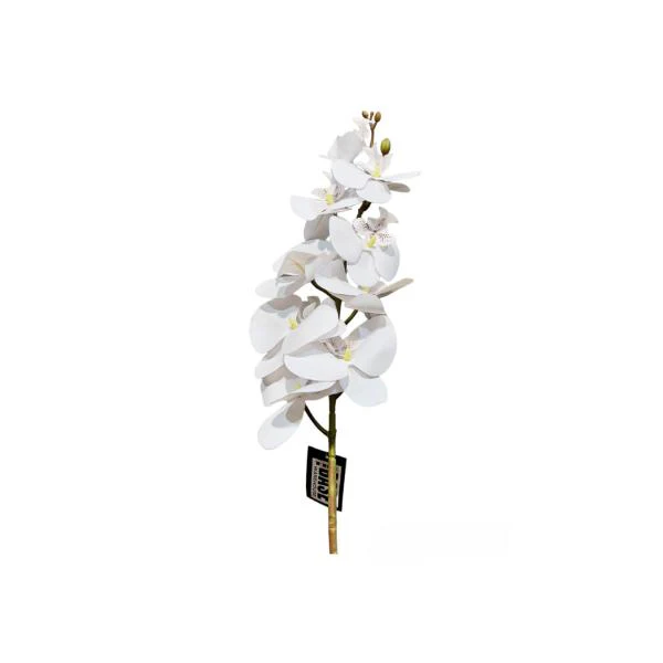 Long Orchid - Image 3