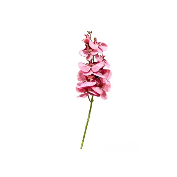Long Orchid - Image 4