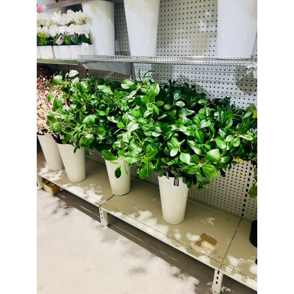Peperomia Leaf Spray - 88cm - Image 5