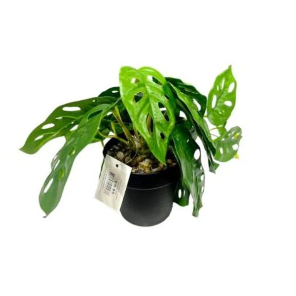 Green Potted Leaf - Image 2
