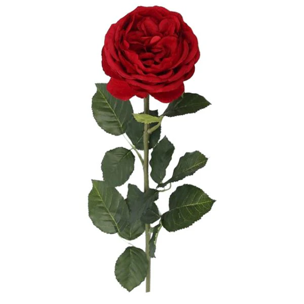 Red David Austin Rose - 70cm - Image 2