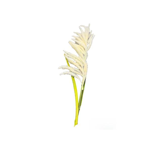 Reed Grass Spray - 130cm