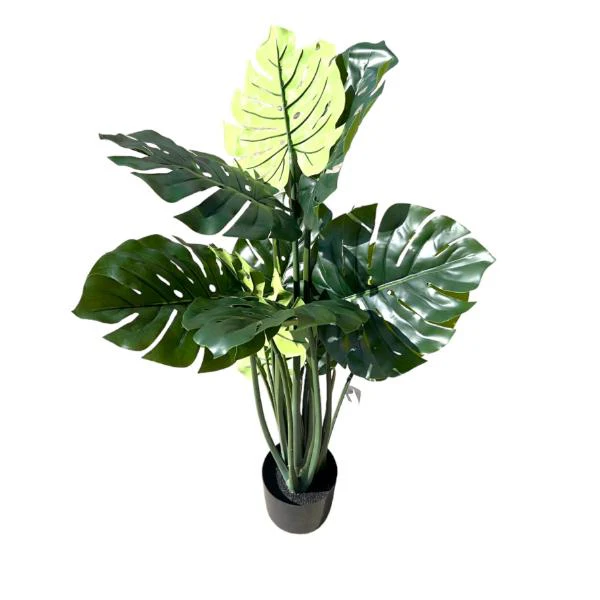 Split Philo Potted Plant - 120cm - Image 5