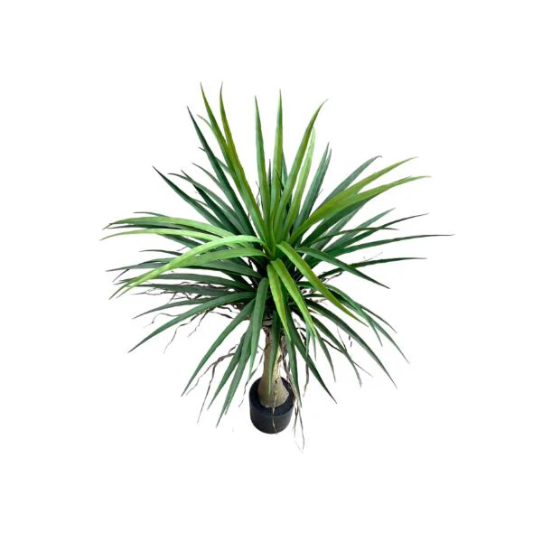 Yucca Potted Plant - 90cm - Image 2
