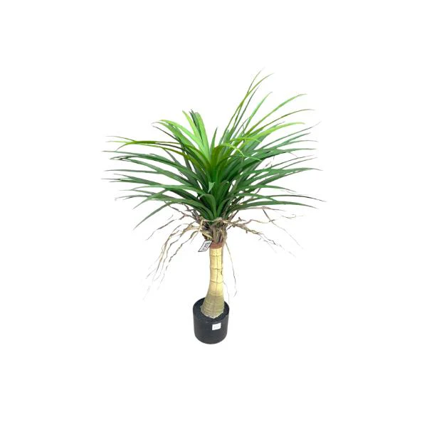 Yucca Potted Plant - 90cm - Image 3