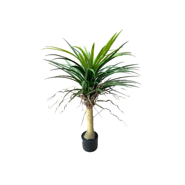 Yucca Potted Plant - 90cm - Image 4