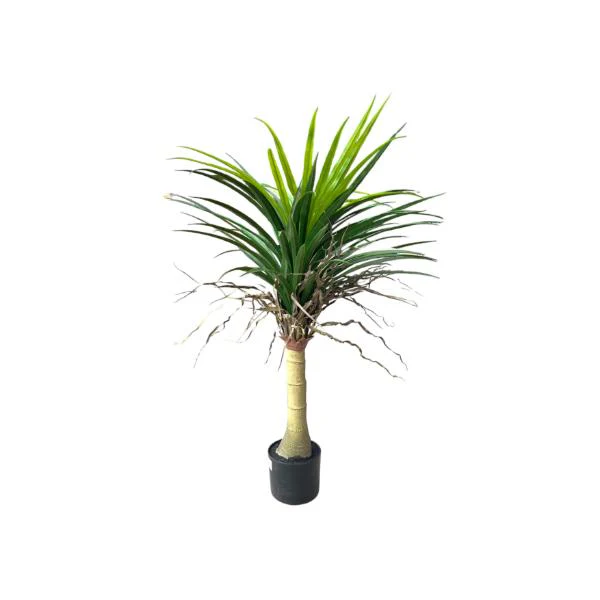 Yucca Potted Plant - 90cm - Image 6